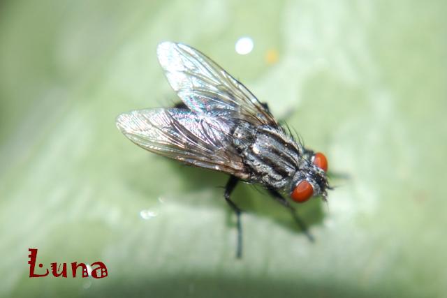Sarcophagidae grigio e nero da identificare..